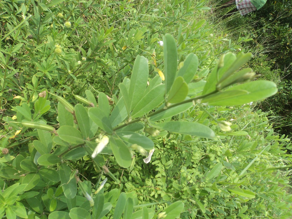 Clitoria laurifolia Poir.